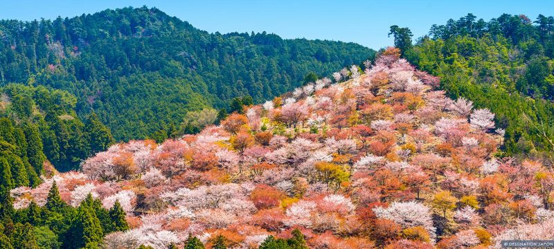 Cerisiers en fleurs sur la colline de Yoshino
