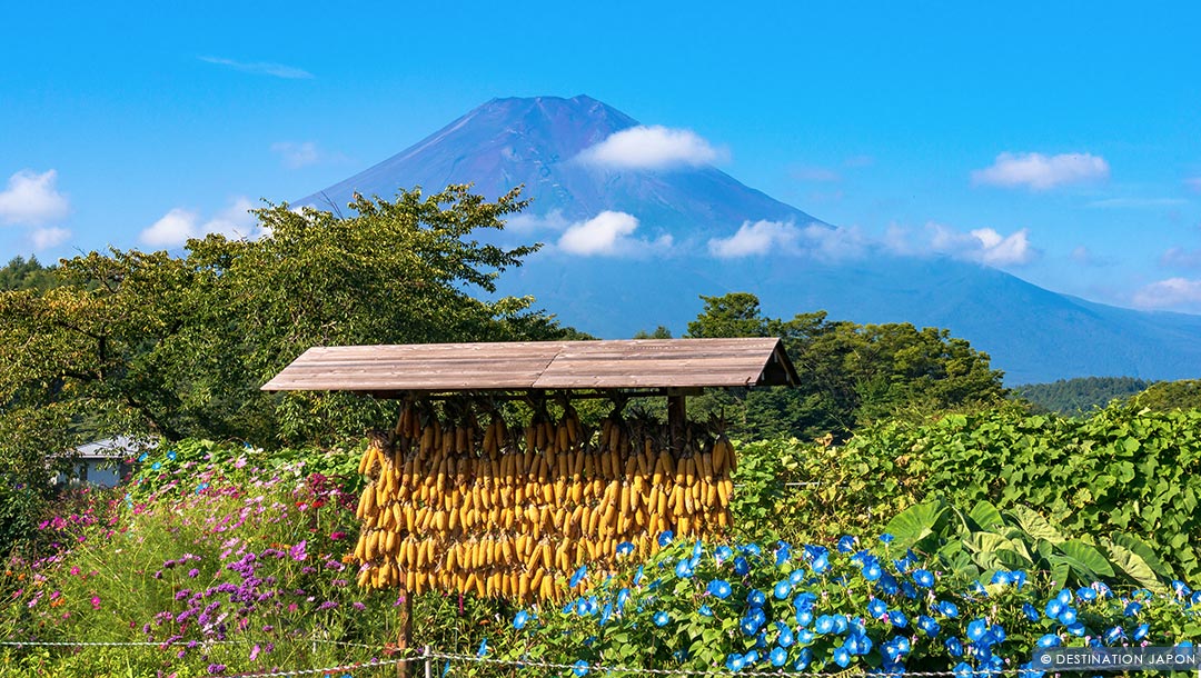 Culture de maïs en été à Oshino Hakkai